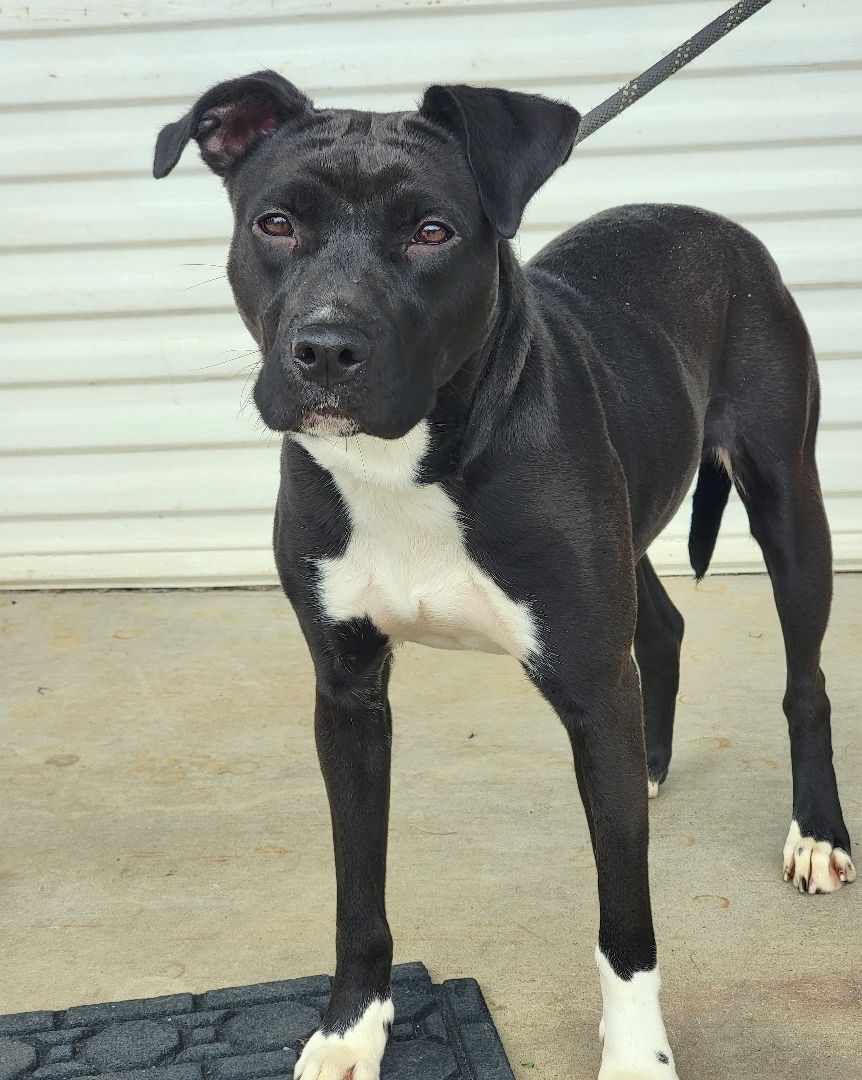 Enlarge Bonnie, a Adoptable mixed breed in Anniston, AL image 3/5