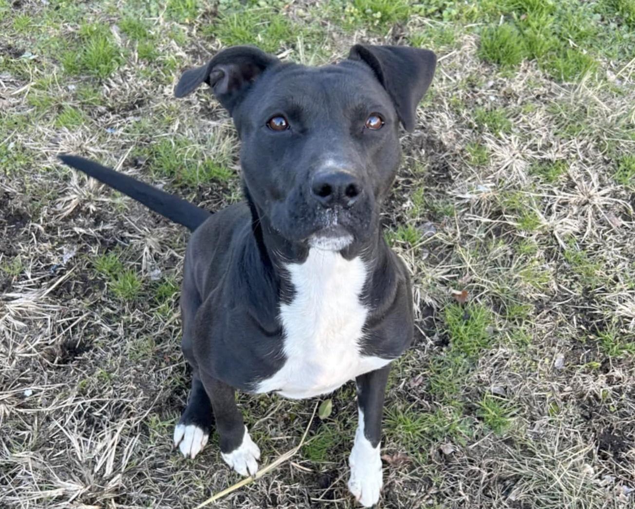 Enlarge Bonnie, a Adoptable mixed breed in Anniston, AL image 4/5