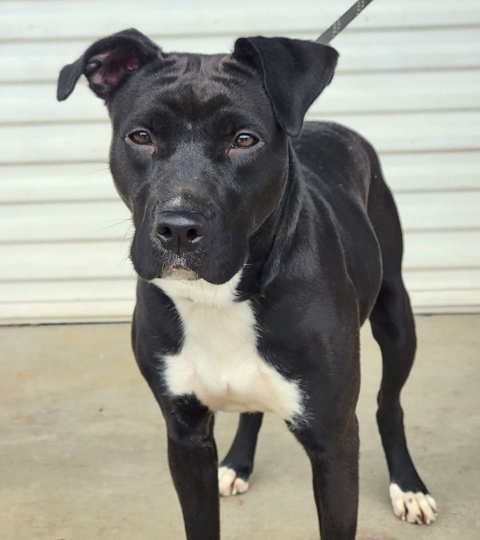 Enlarge Bonnie, a Adoptable mixed breed in Anniston, AL image 5/5