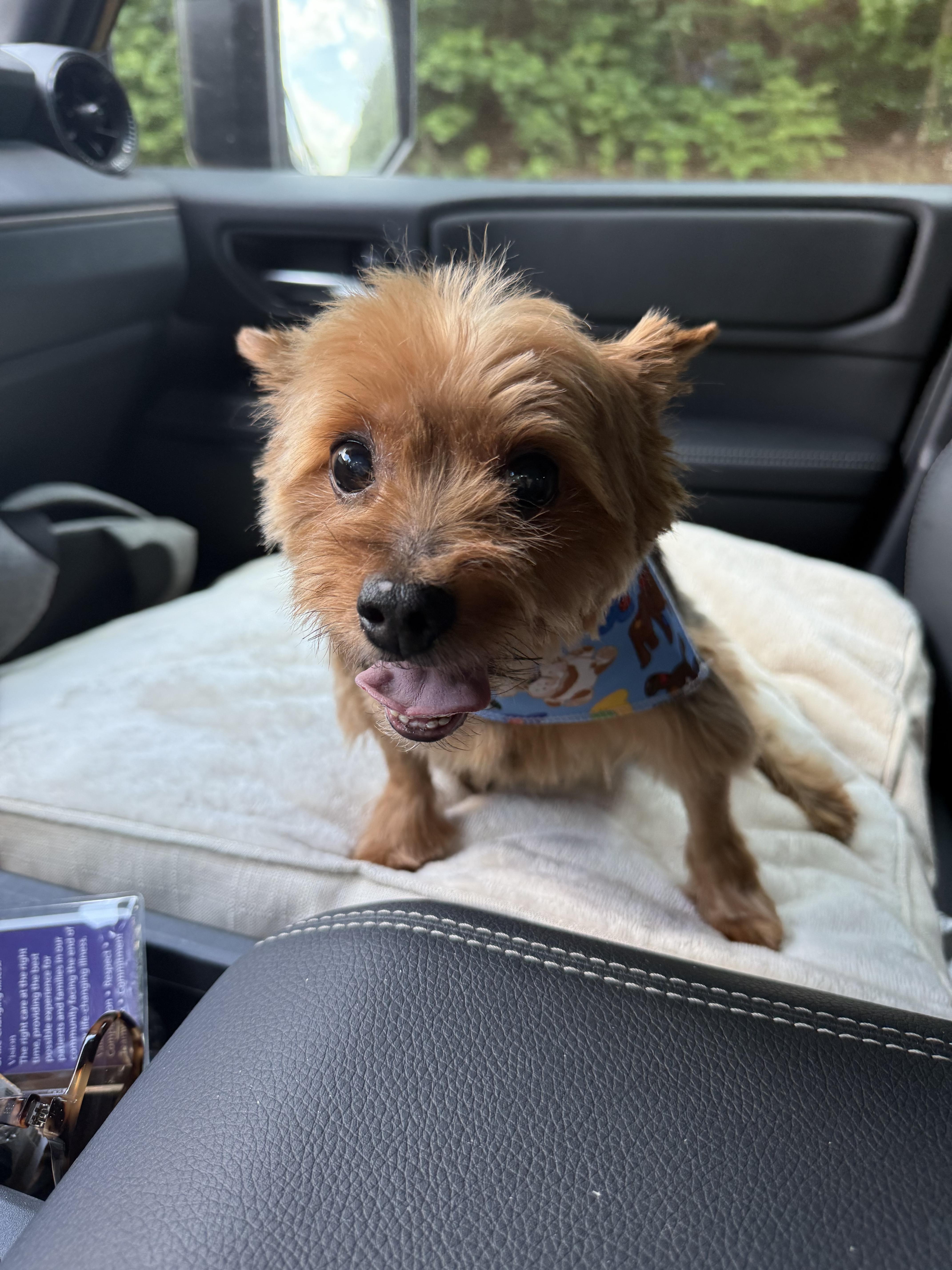 Piggy smalls *medical adoption, a Adoptable Yorkshire Terrier in Hillsborough, NC image 1/5