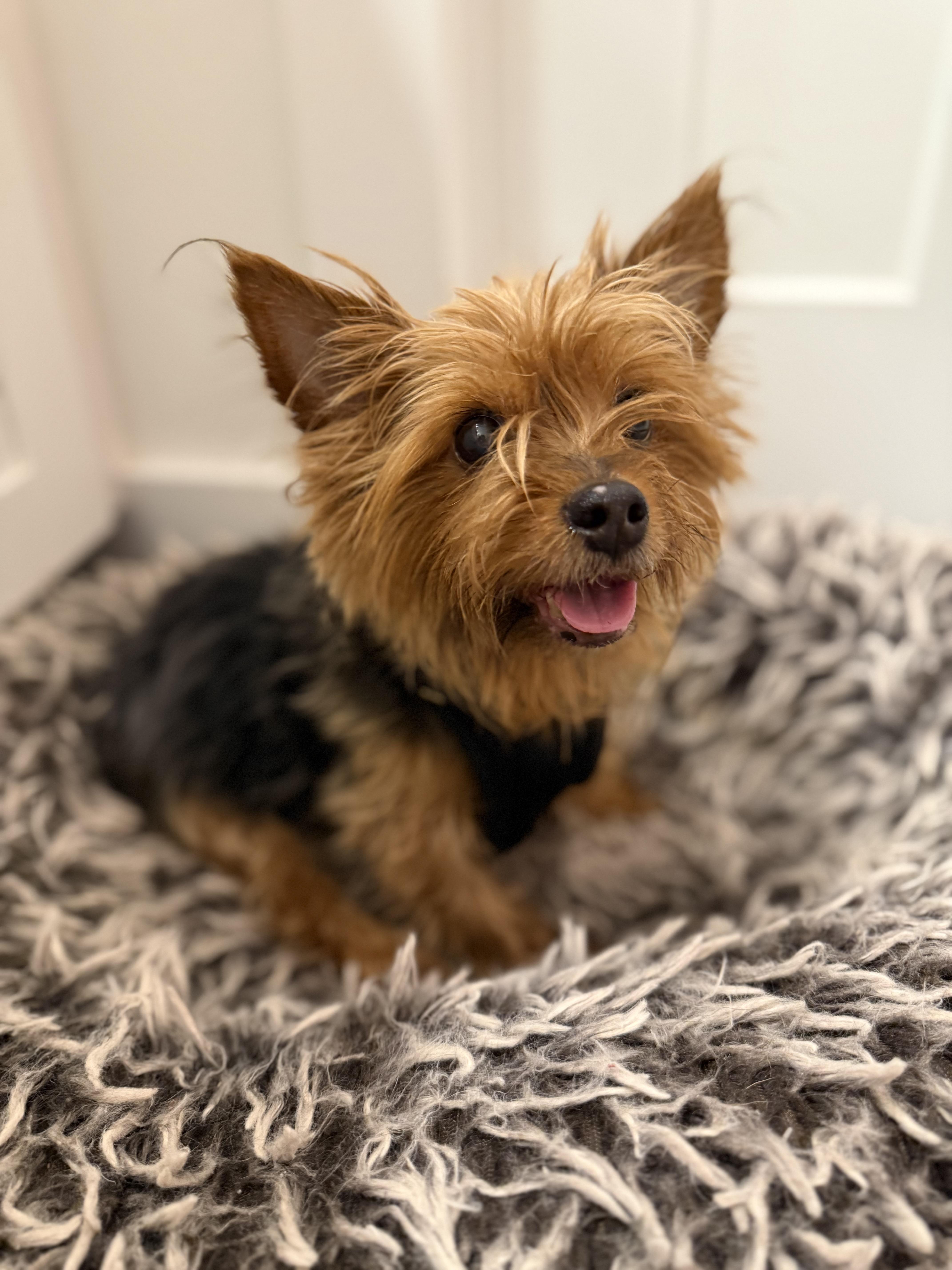 Piggy smalls *medical adoption, Adoptable, Senior Male Yorkshire Terrier.