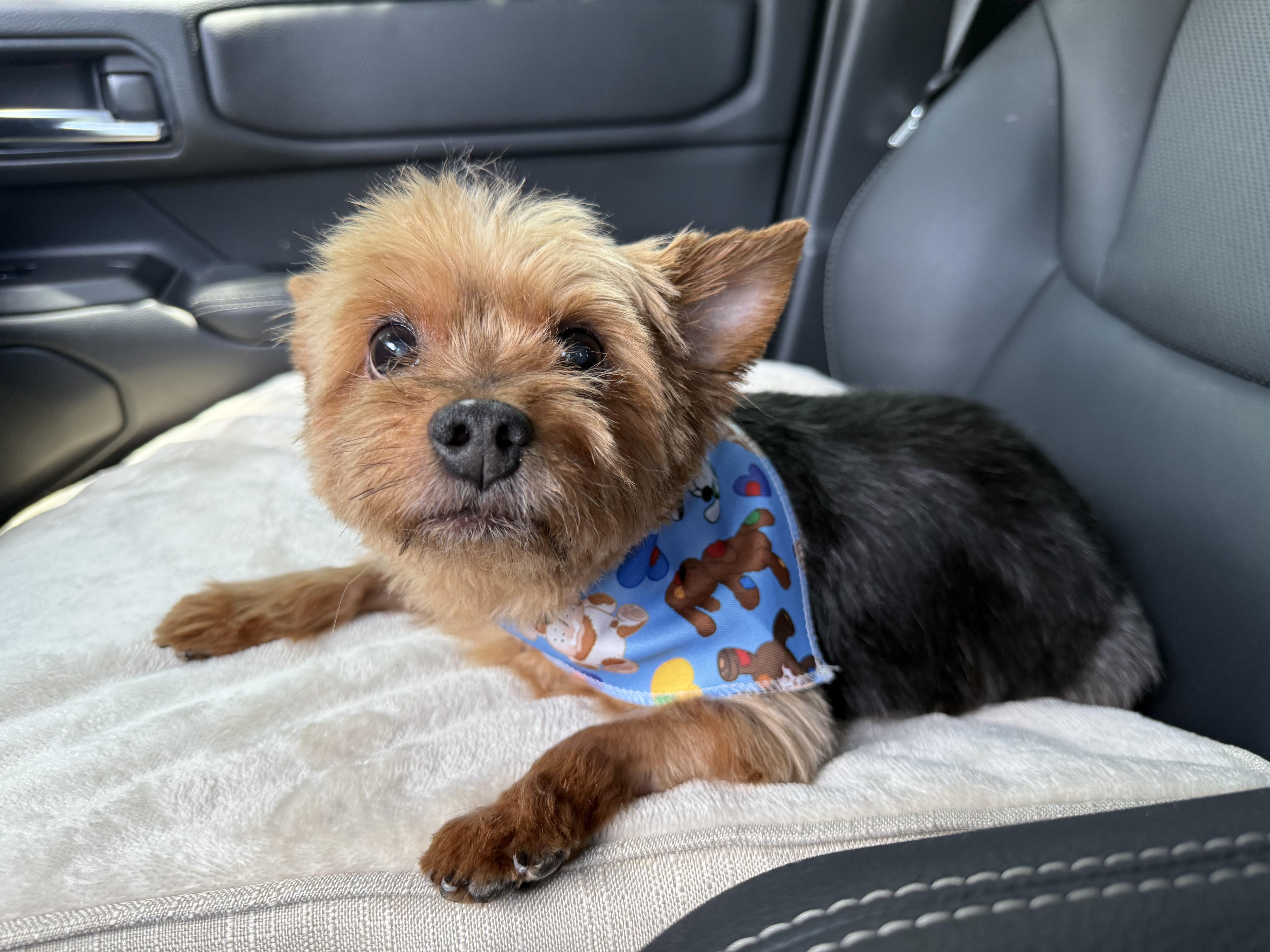 Piggy smalls *medical adoption, a Adoptable Yorkshire Terrier in Hillsborough, NC image 3/5