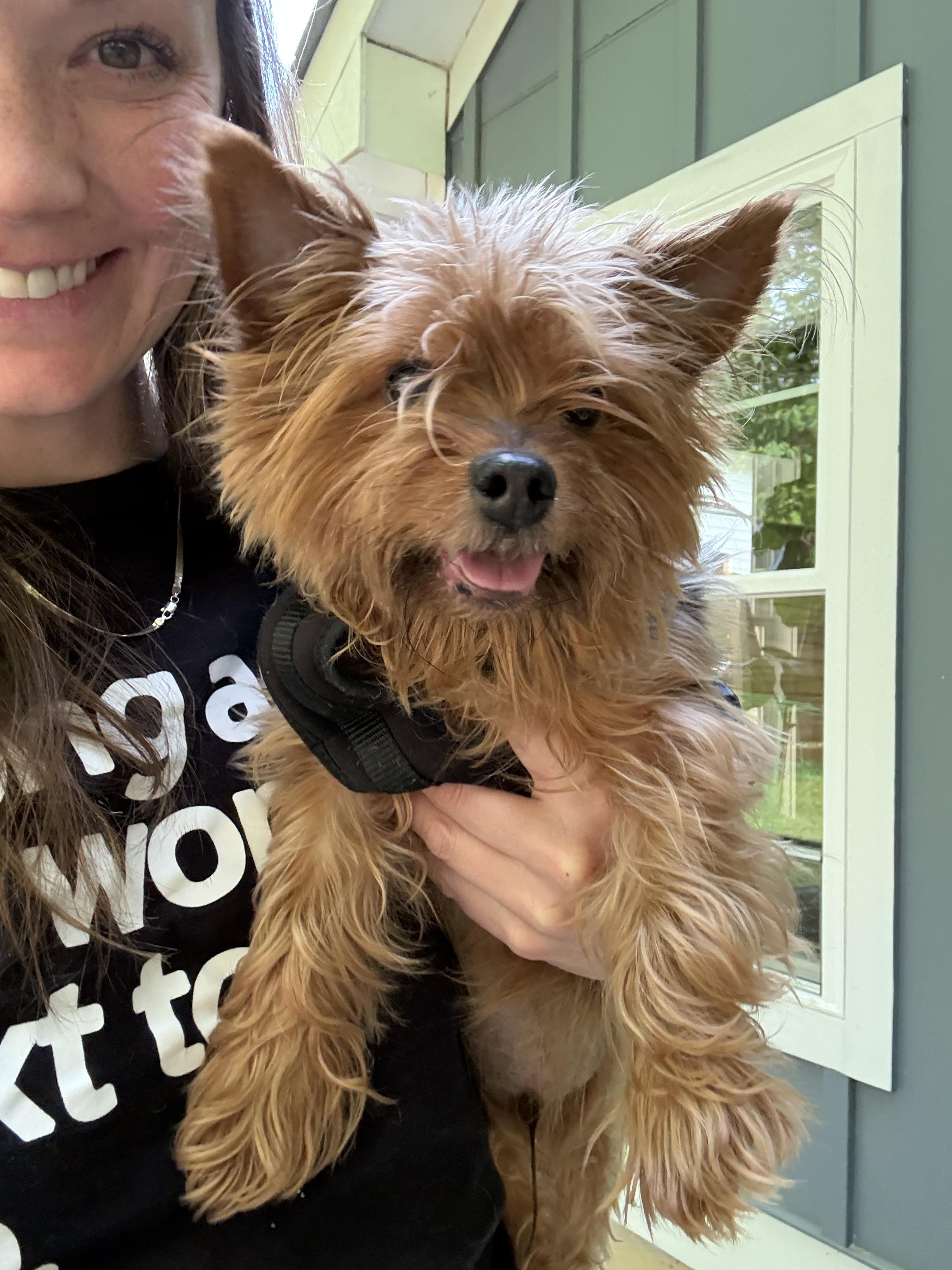 Piggy smalls *medical adoption, a Adoptable Yorkshire Terrier in Hillsborough, NC image 4/5