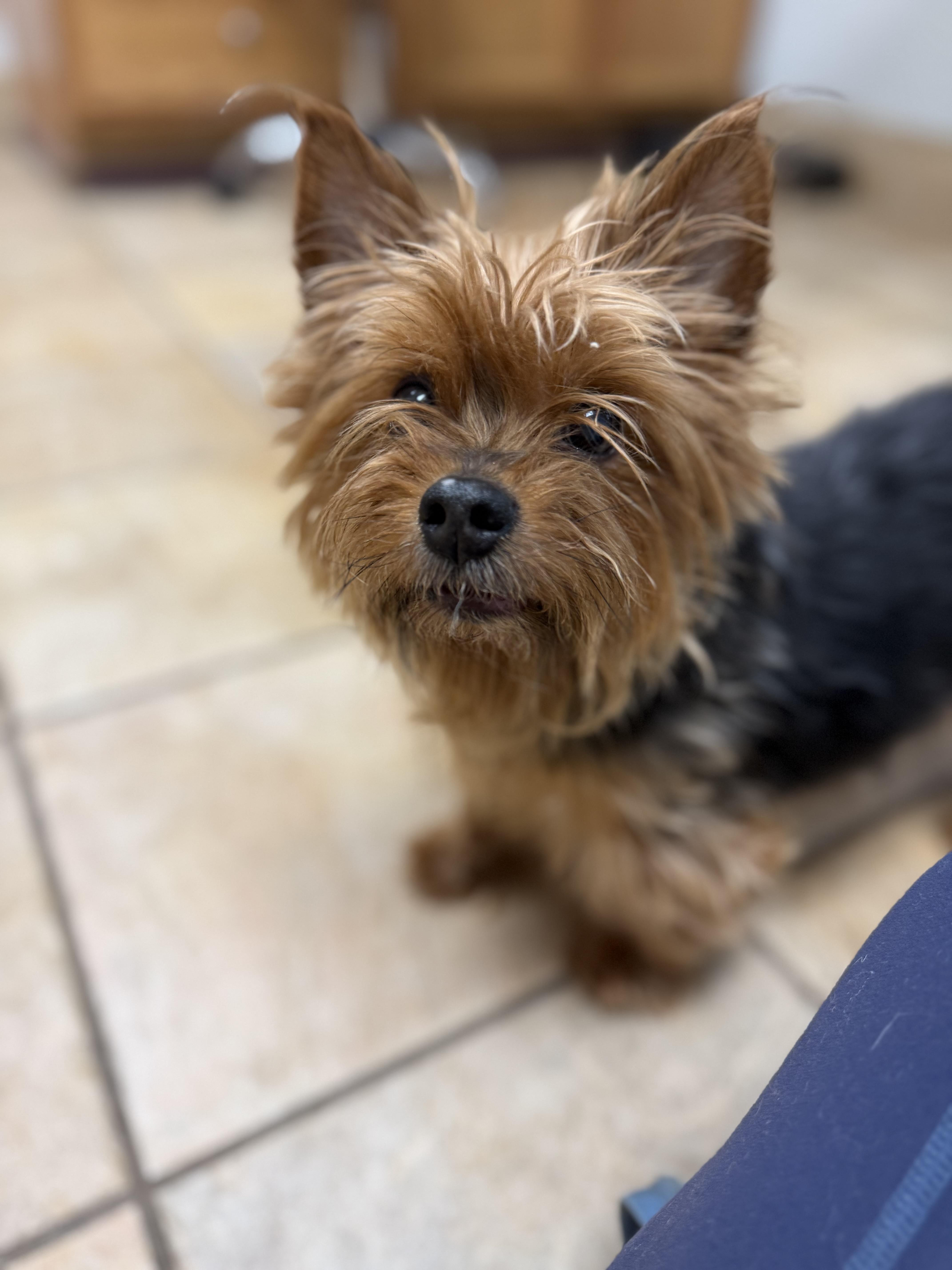 Piggy smalls *medical adoption, a Adoptable Yorkshire Terrier in Hillsborough, NC image 5/5