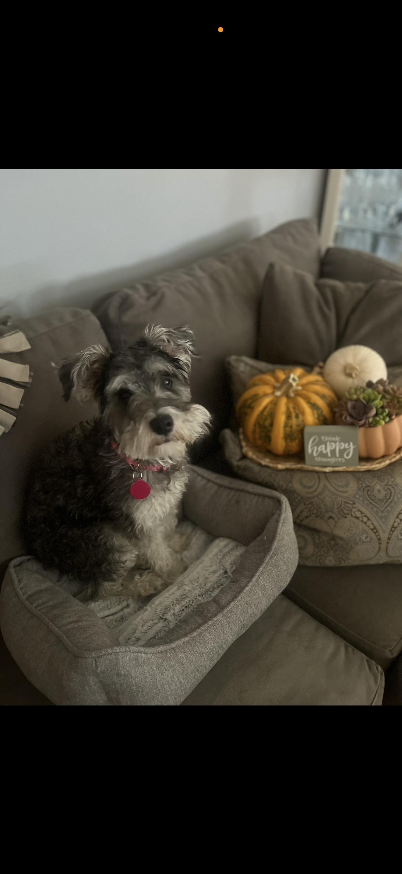 Stella - The Beautiful Miniature Schnauzer