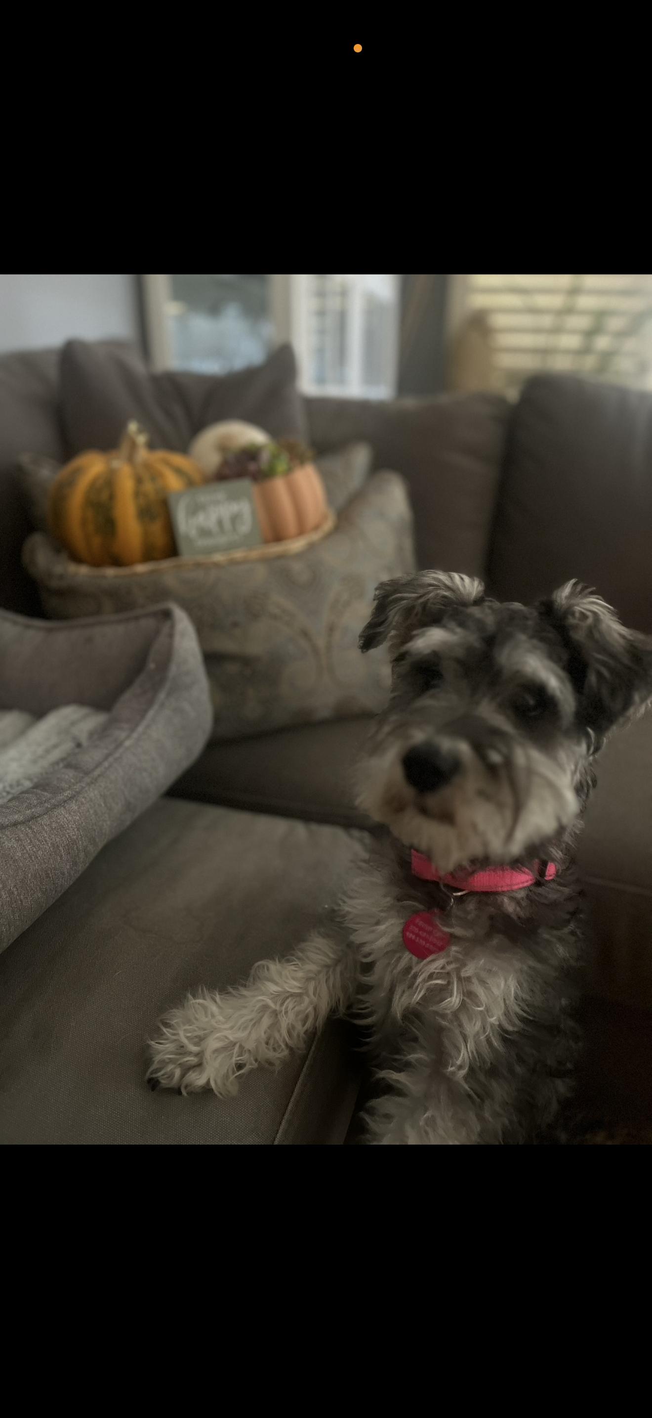 Stella - The Beautiful Miniature Schnauzer