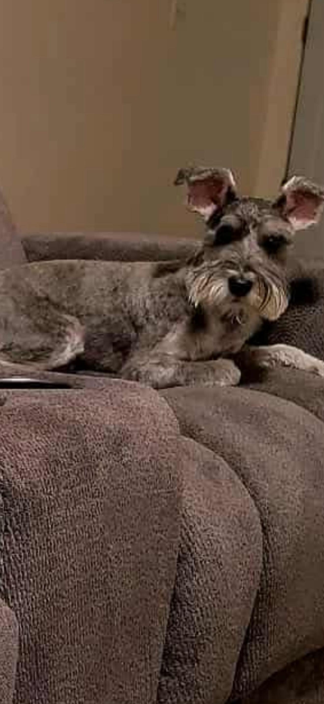 Stella - The Beautiful Miniature Schnauzer