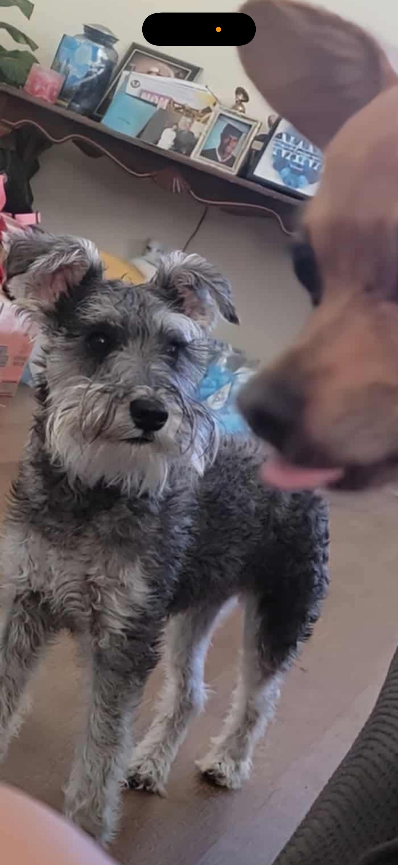 Stella - The Beautiful Miniature Schnauzer