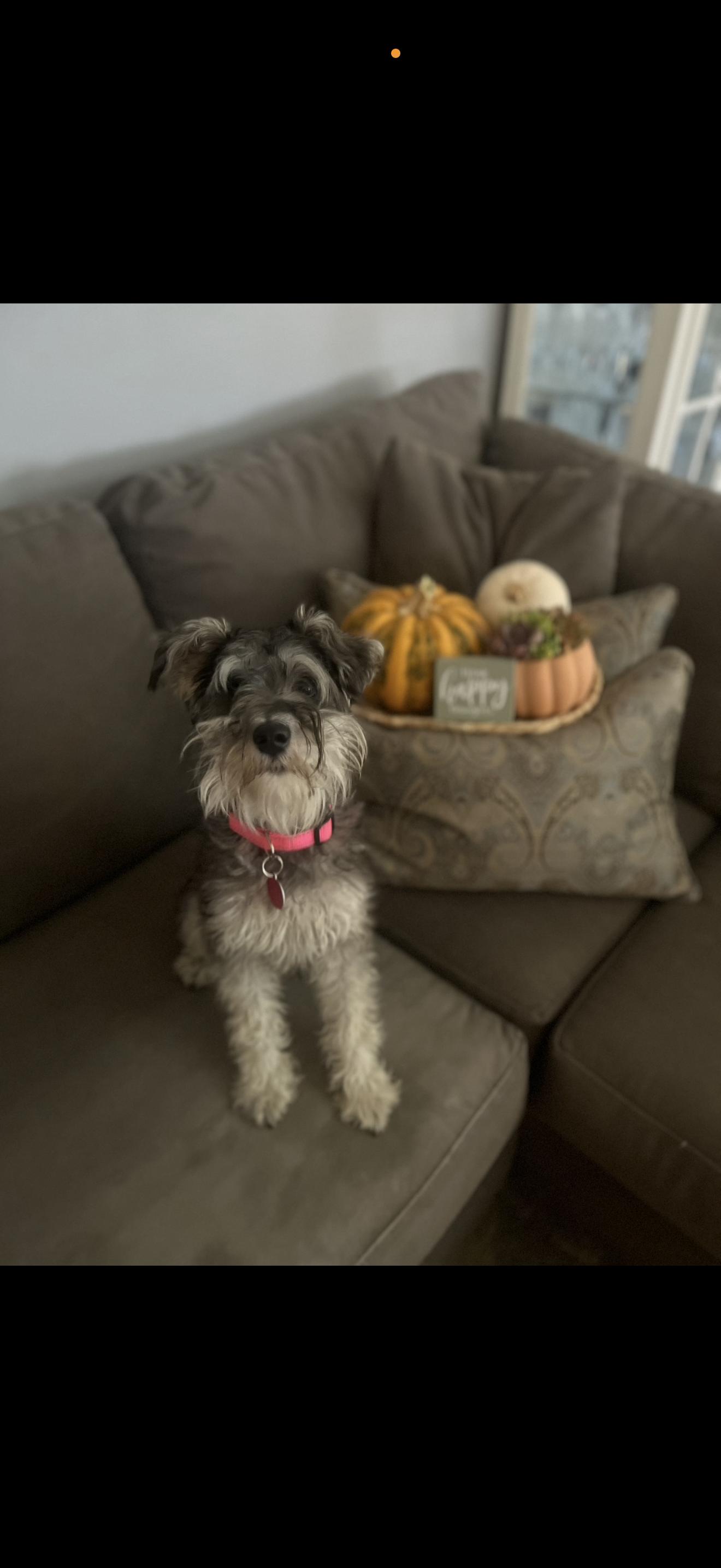 Stella - The Beautiful Miniature Schnauzer