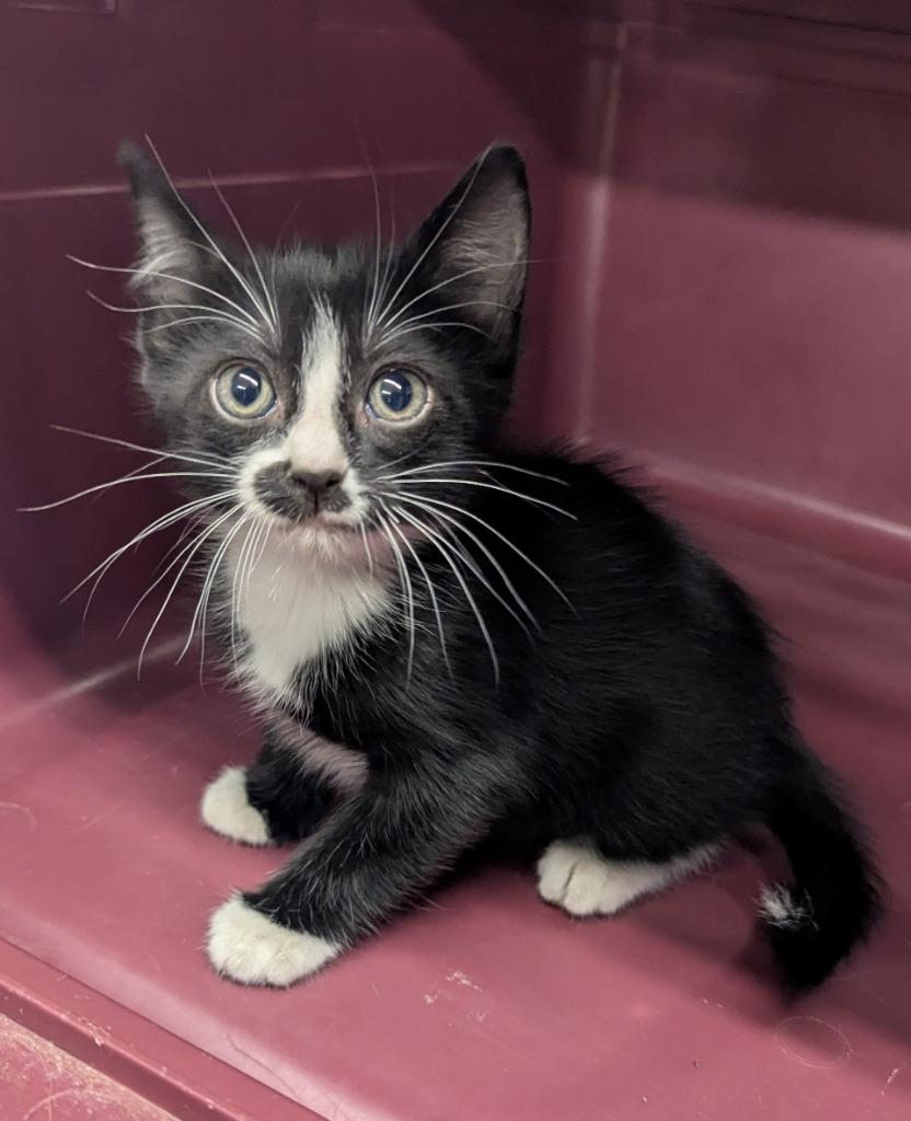 Mia, Adopted, Young Female Domestic Short Hair.