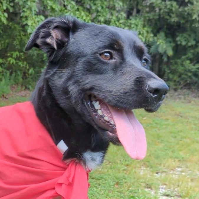 Anton, Adoptable, Young Male Retriever.