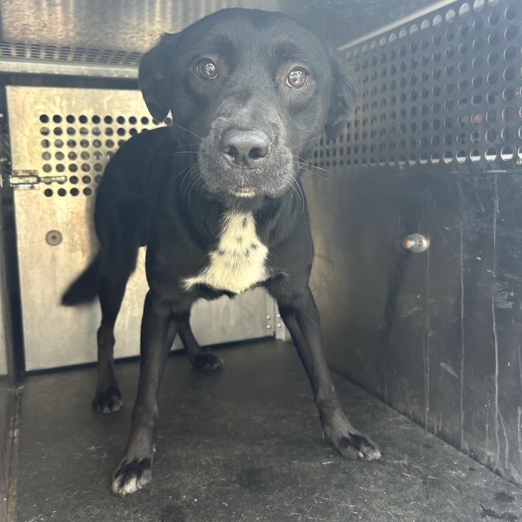 Enlarge Anton, a Adoptable Retriever in Birmingham, AL image 3/3