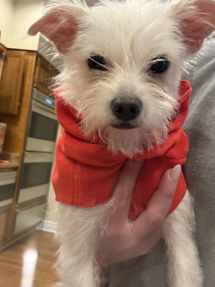 Snowflake, Adoptable, Young Male Chihuahua & Terrier.