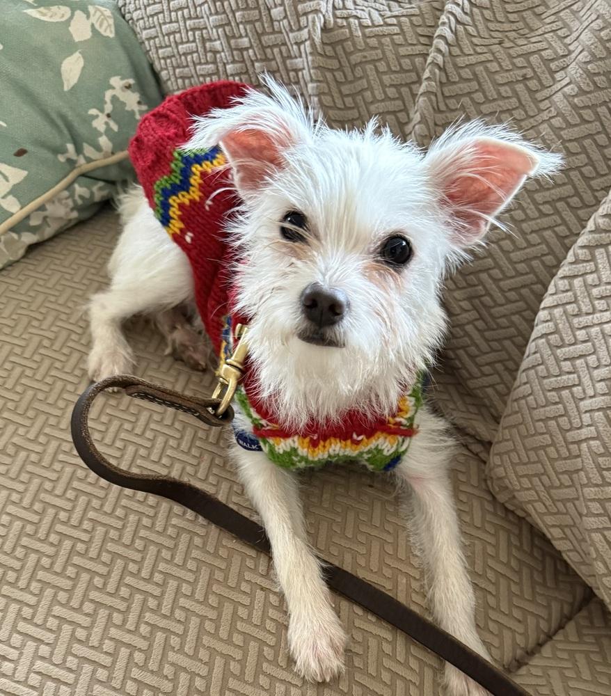 Enlarge Snowflake, a Adoptable mixed breed in Jefferson Hills, PA image 2/2