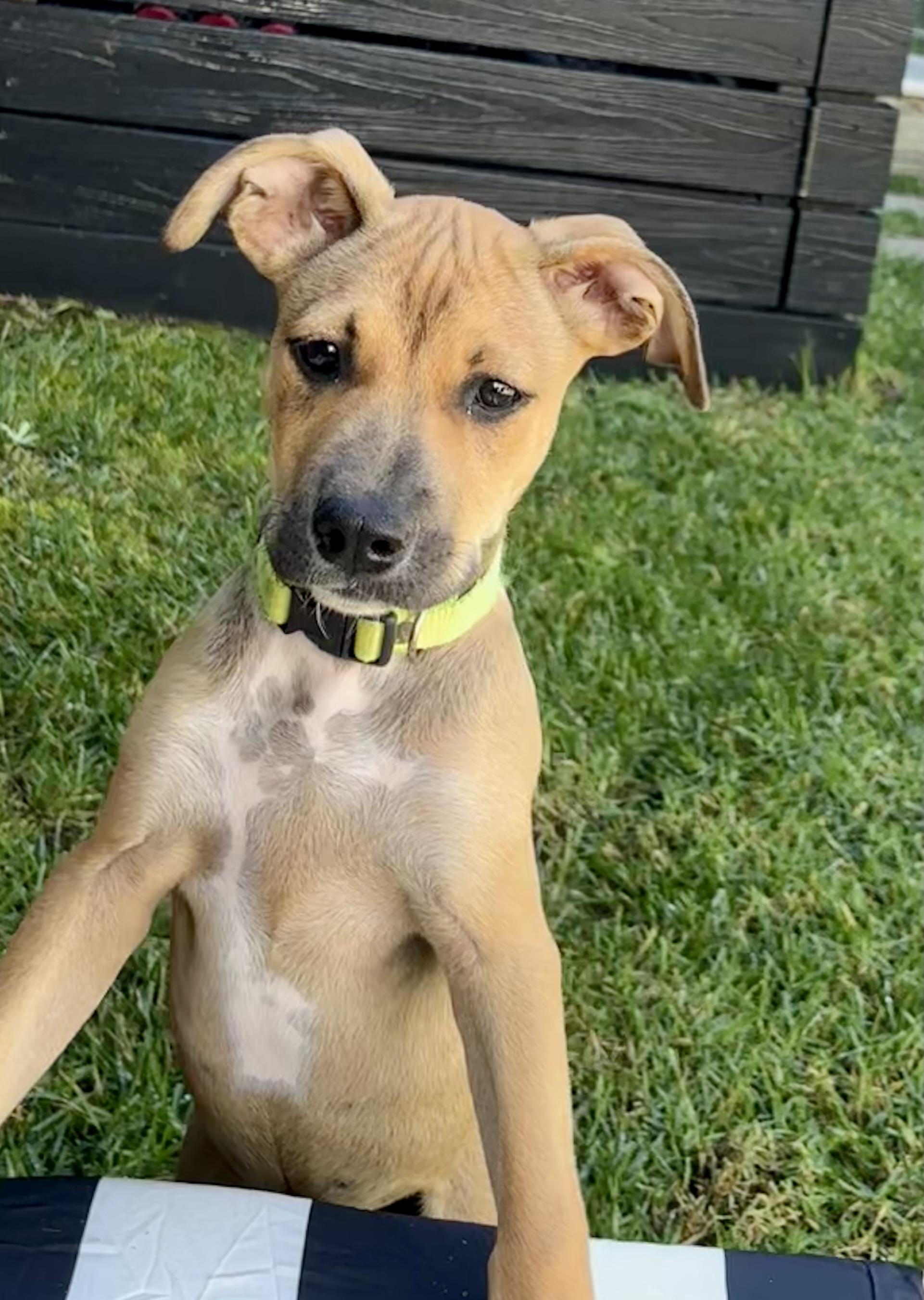 Enlarge Wendy, a Adopted mixed breed in Torrance, CA image 3/5