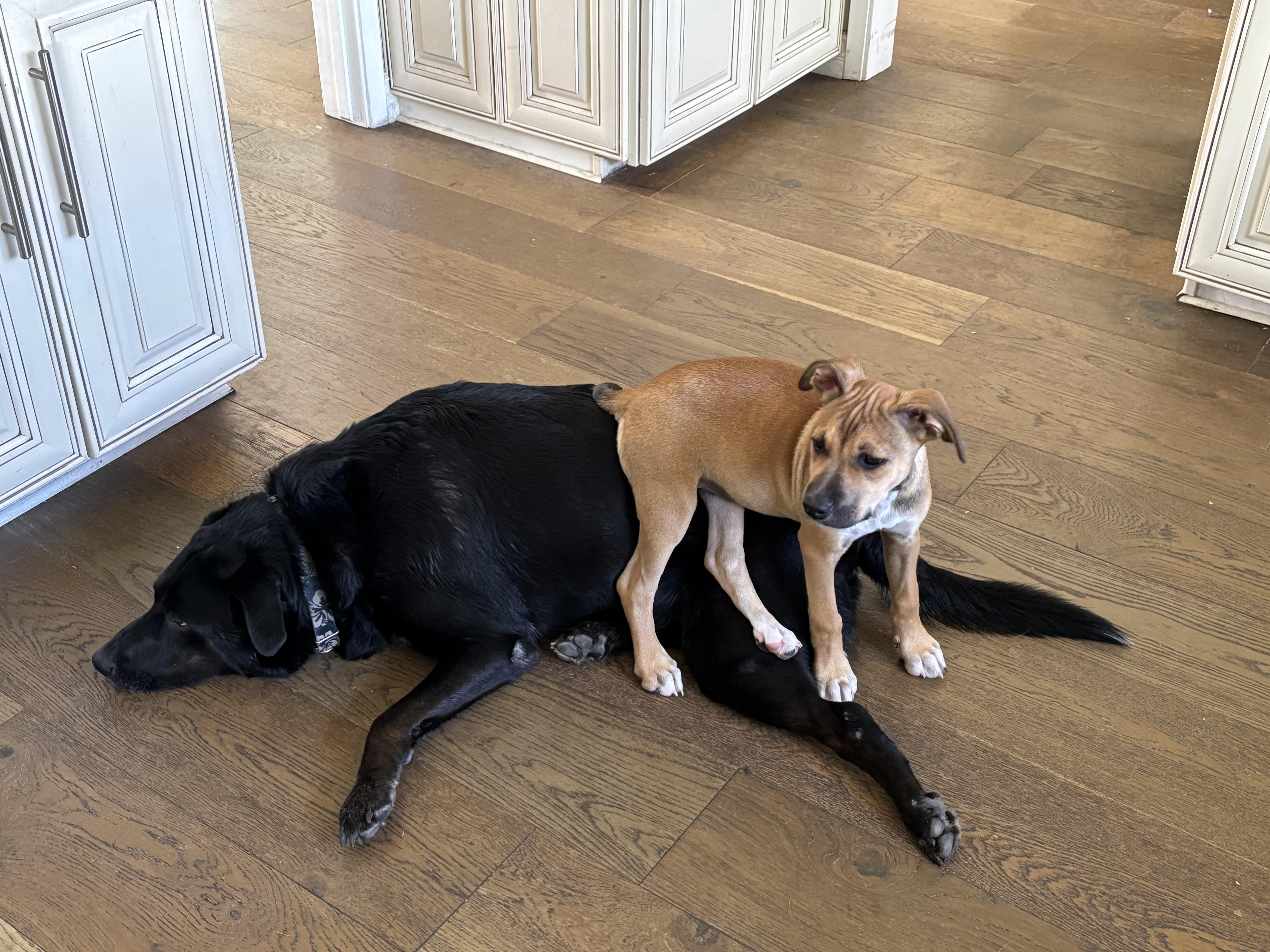 Enlarge Wendy, a Adopted mixed breed in Torrance, CA image 4/5