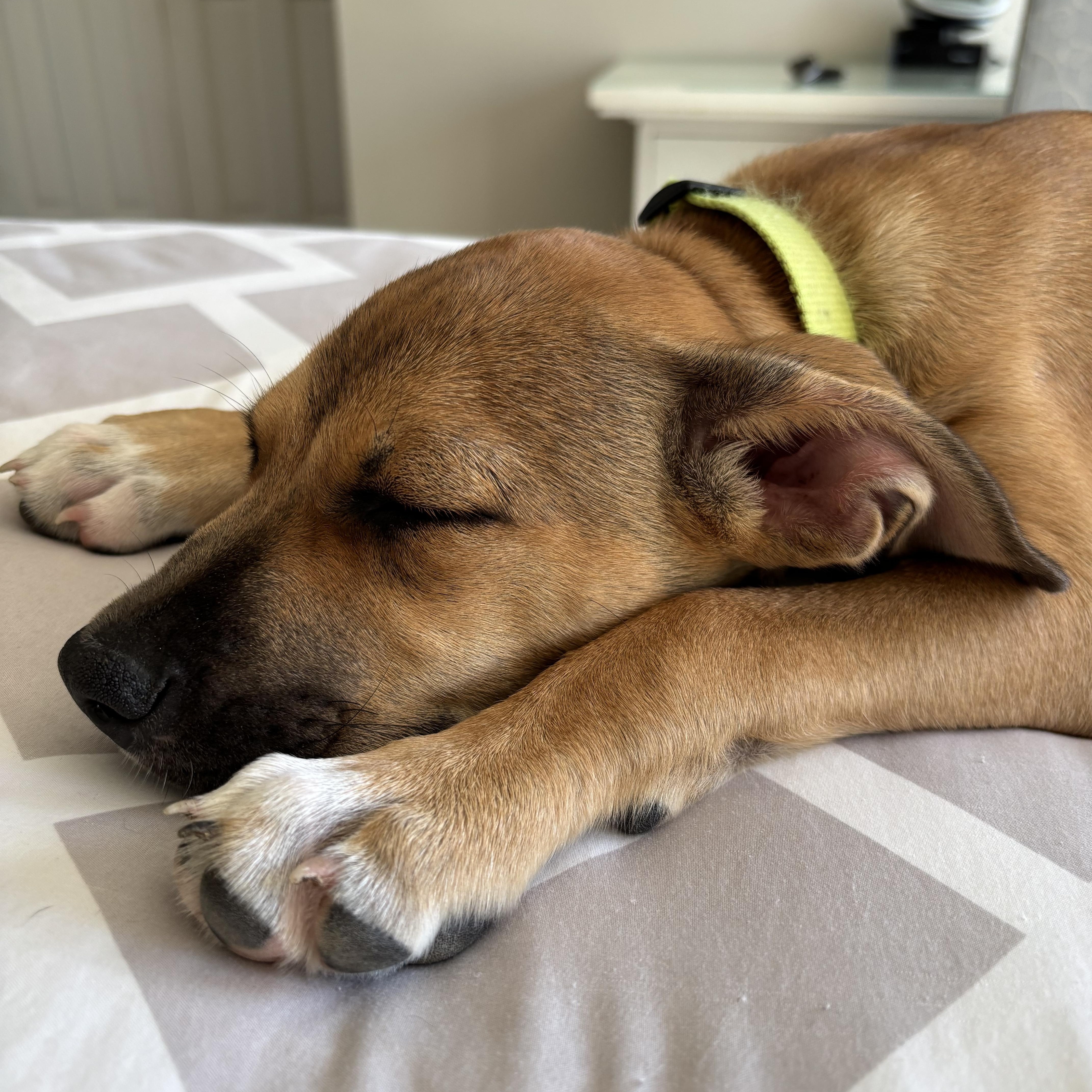 Enlarge Wendy, a Adopted mixed breed in Torrance, CA image 5/5