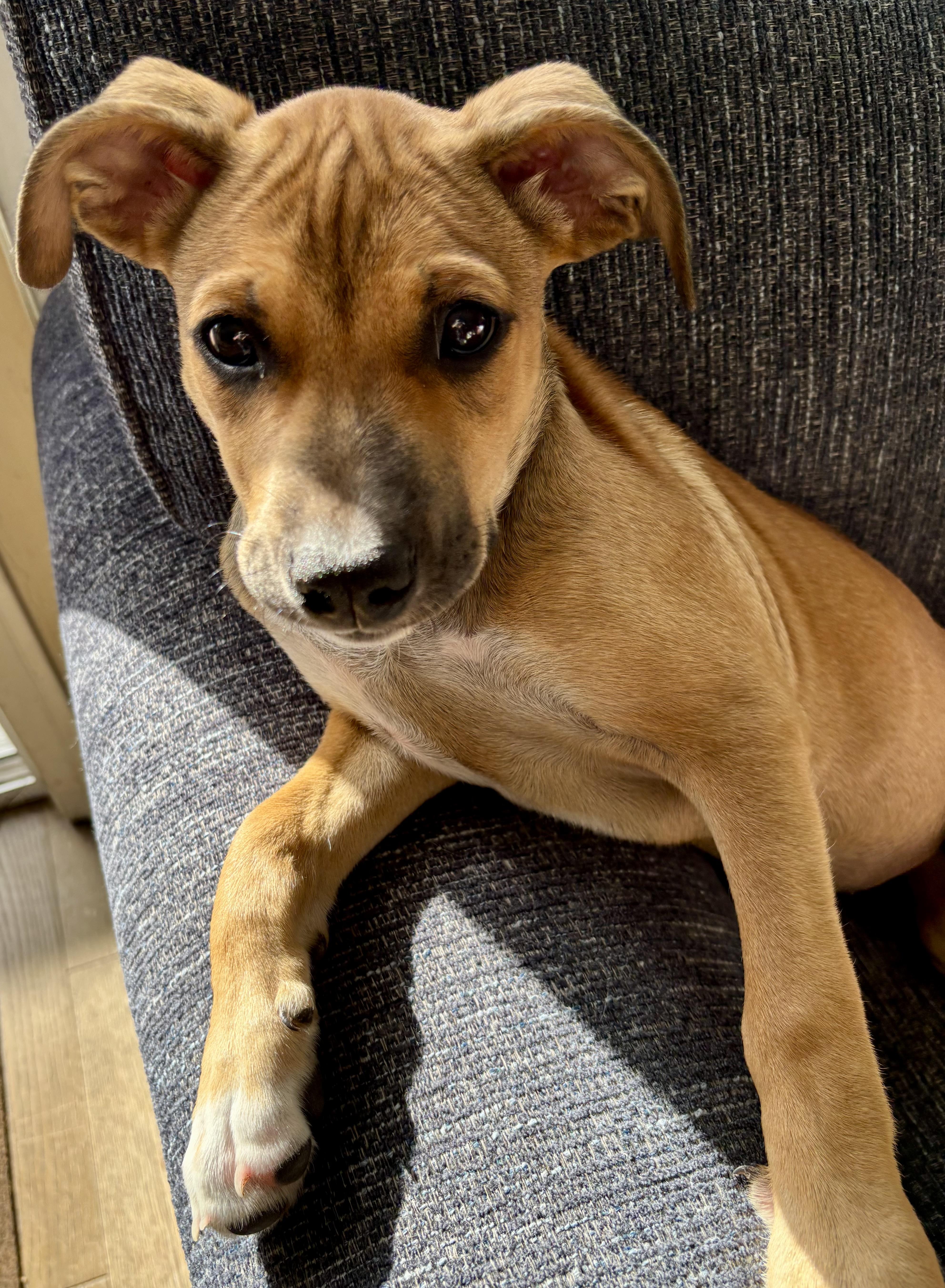 Enlarge Wendy, a Adopted mixed breed in Torrance, CA image 2/5