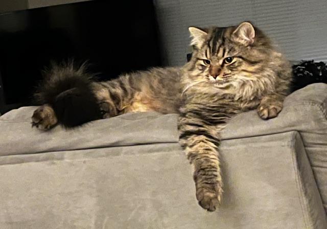 Keaton, Adoptable, Adult Male Domestic Long Hair.