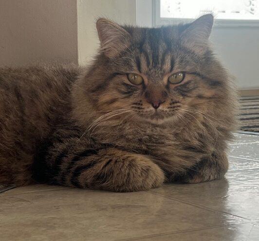 Enlarge Keaton, a Adoptable Domestic Long Hair in Calgary, AB image 2/3