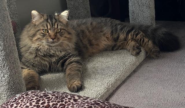 Enlarge Keaton, a Adoptable Domestic Long Hair in Calgary, AB image 3/3