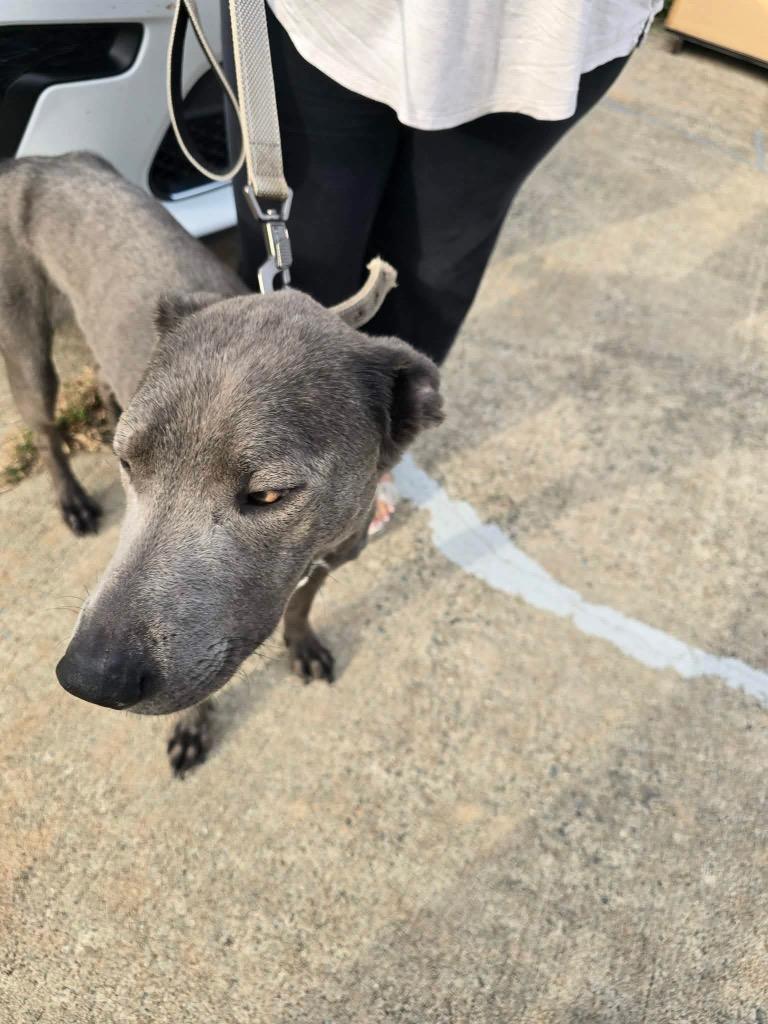 Enlarge Ace Bandit, a Adoptable Weimaraner in Fayetteville, AR image 2/3
