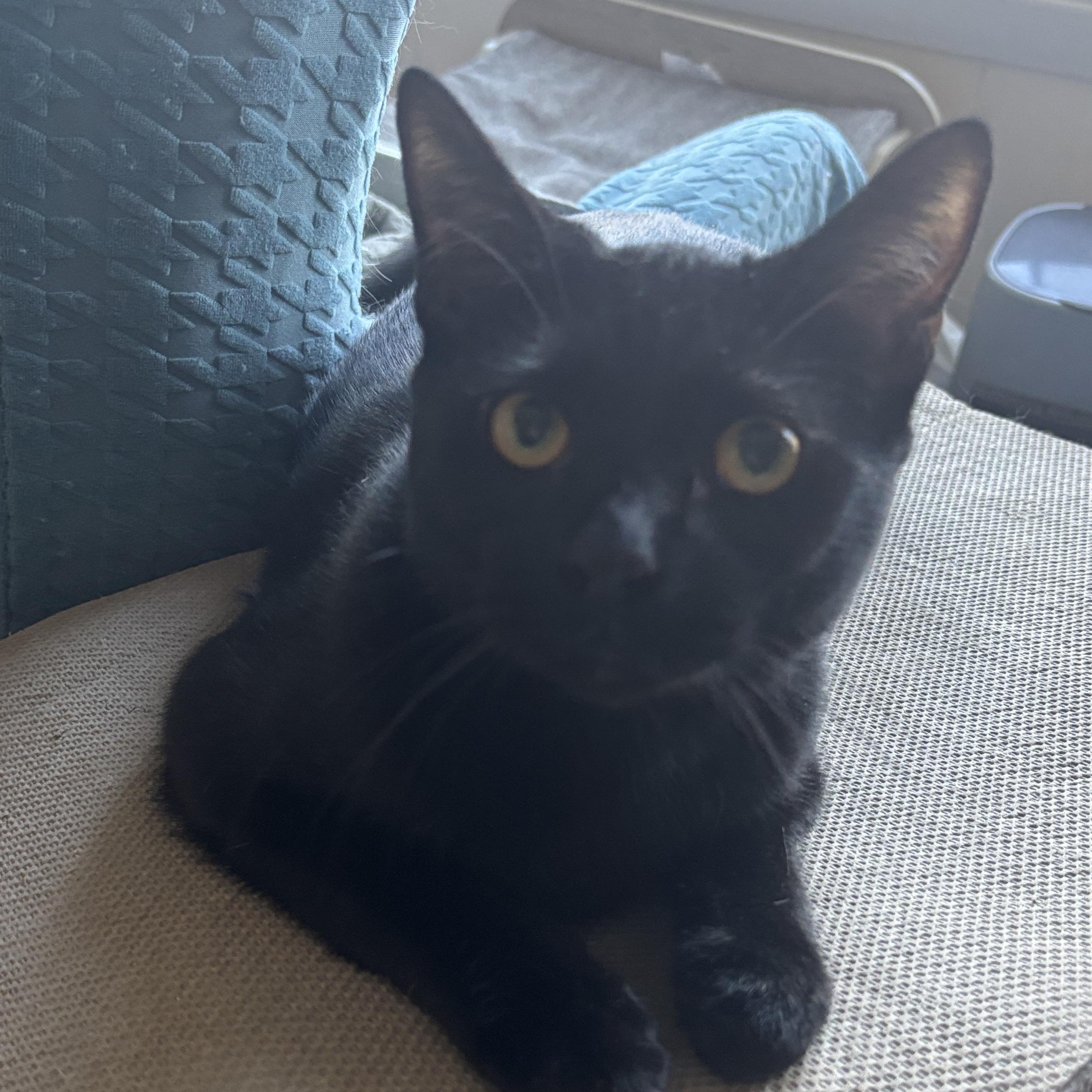 Enlarge Melee and Mischief, a ADOPTABLE Domestic Short Hair in Melrose, MA image 4/4