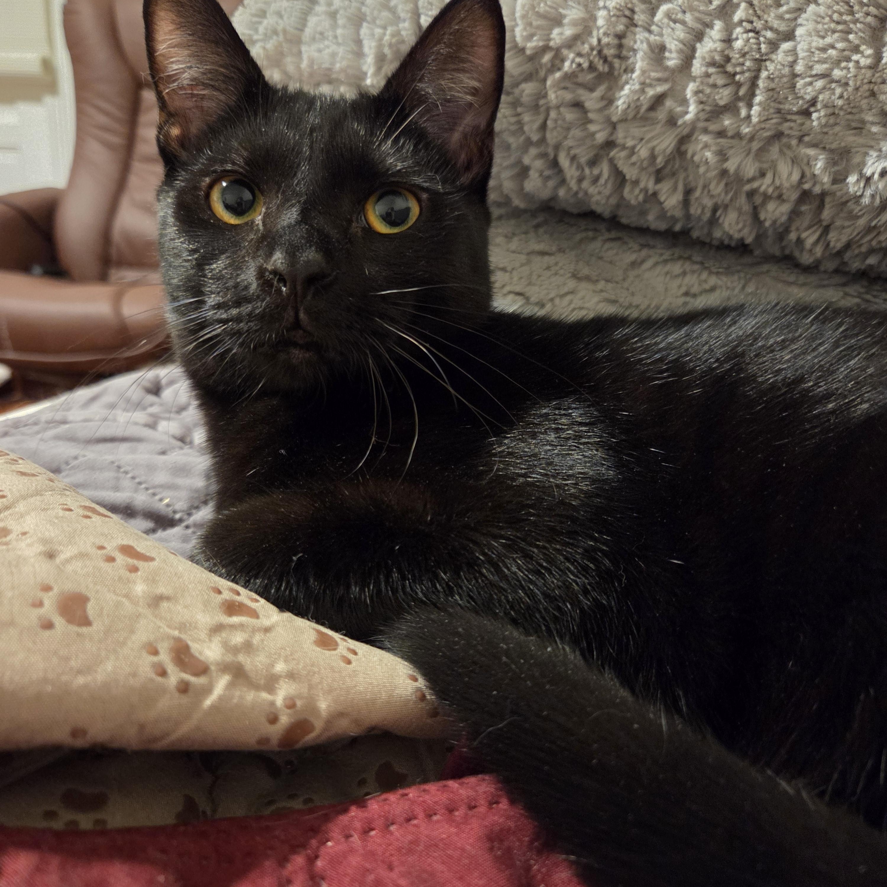 Enlarge Melee and Mischief, a ADOPTABLE Domestic Short Hair in Melrose, MA image 2/4