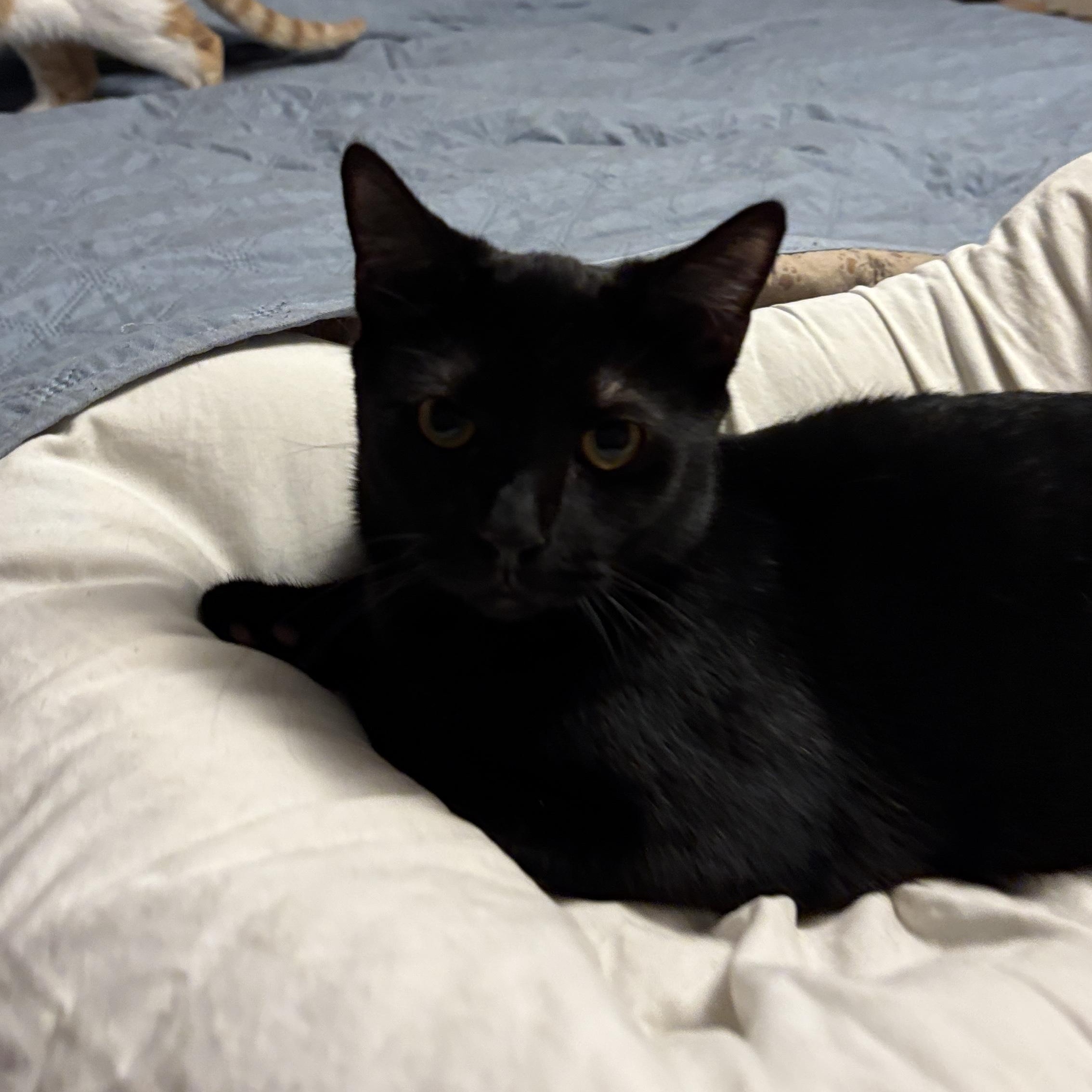 Enlarge Melee and Mischief, a ADOPTABLE Domestic Short Hair in Melrose, MA image 3/4