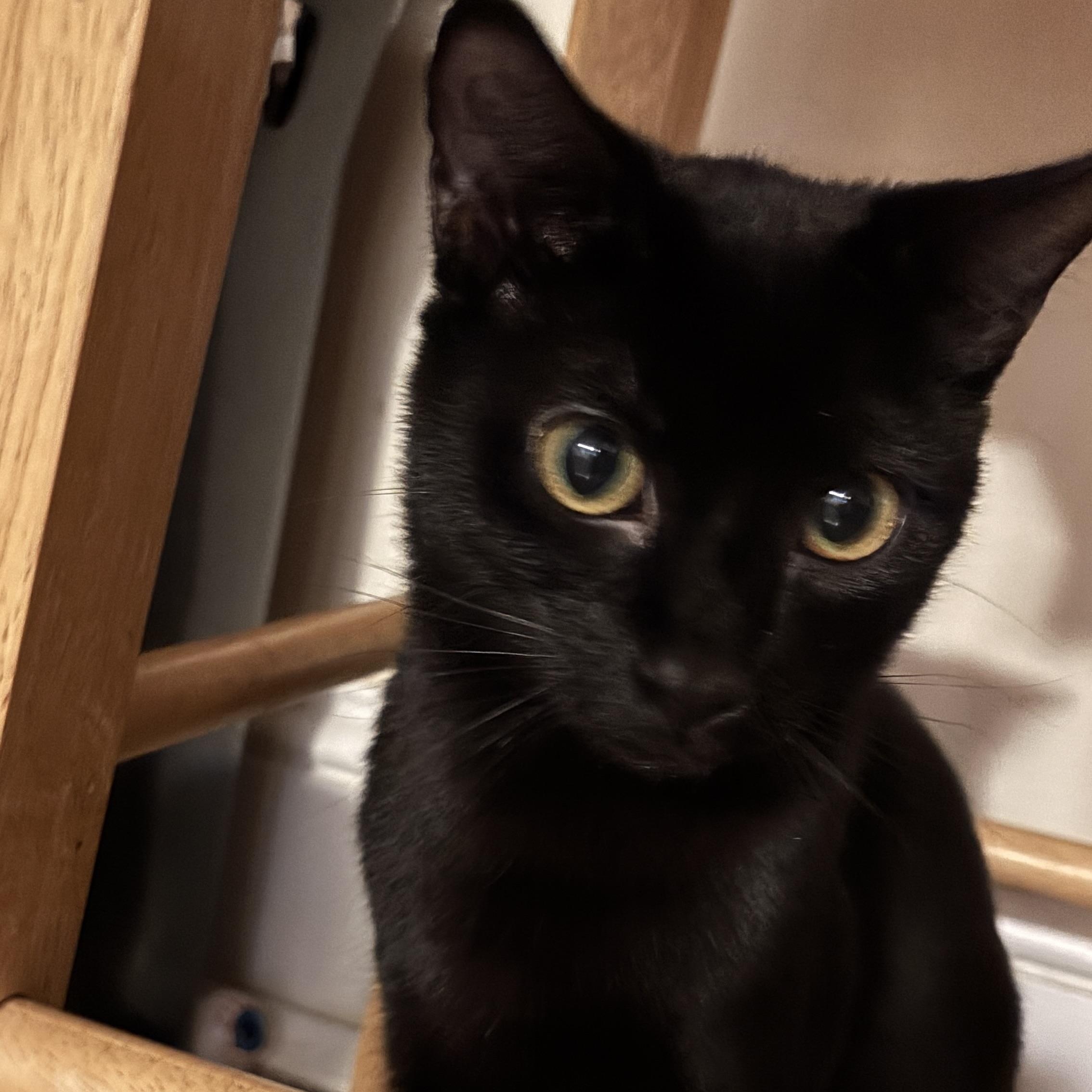 Enlarge Melee and Mischief, a ADOPTABLE Domestic Short Hair in Melrose, MA image 1/4