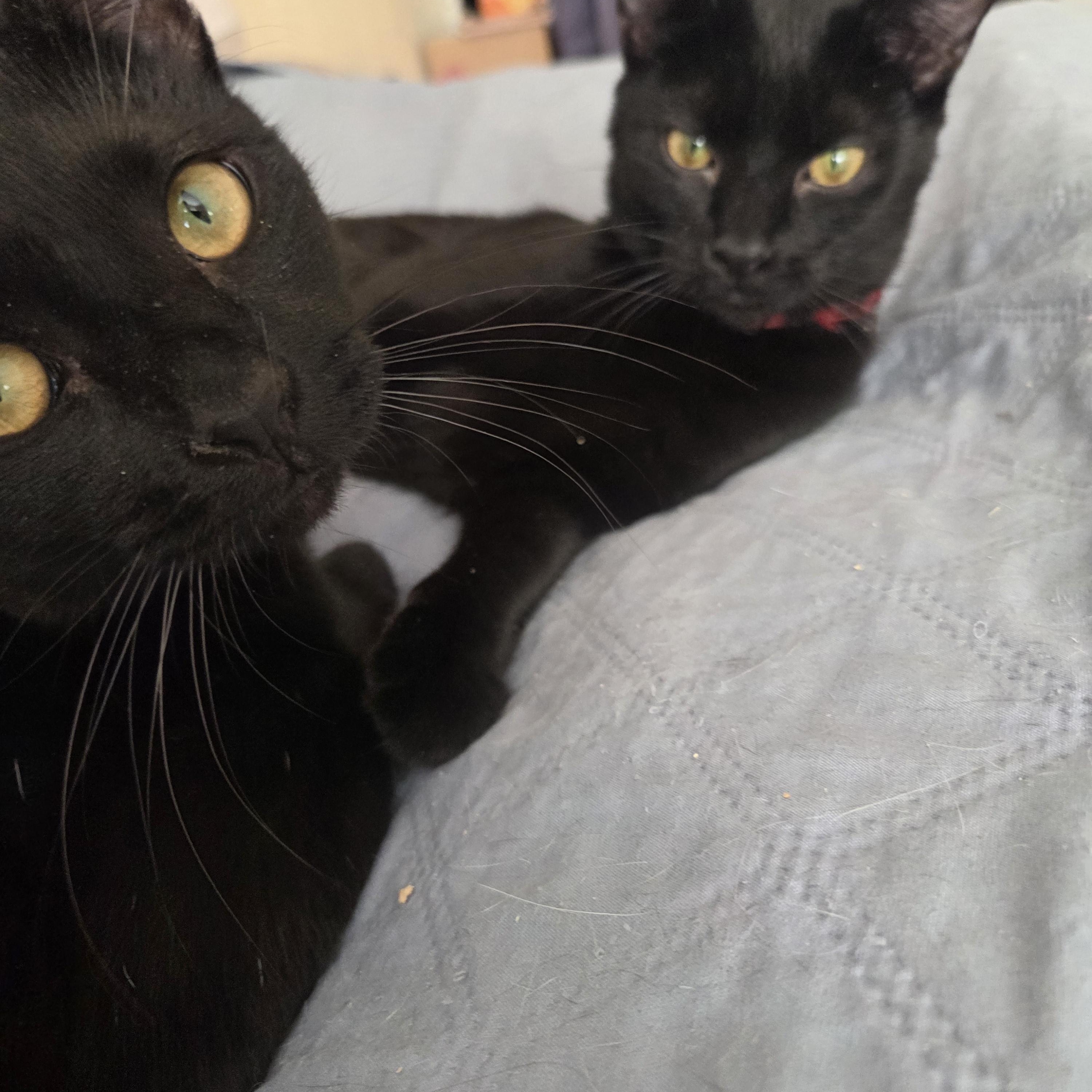 Melee and Menace, a ADOPTABLE Domestic Short Hair in Melrose, MA image 1/3