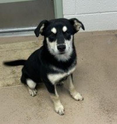 RAV, adopted, Young Female German Shepherd Dog.