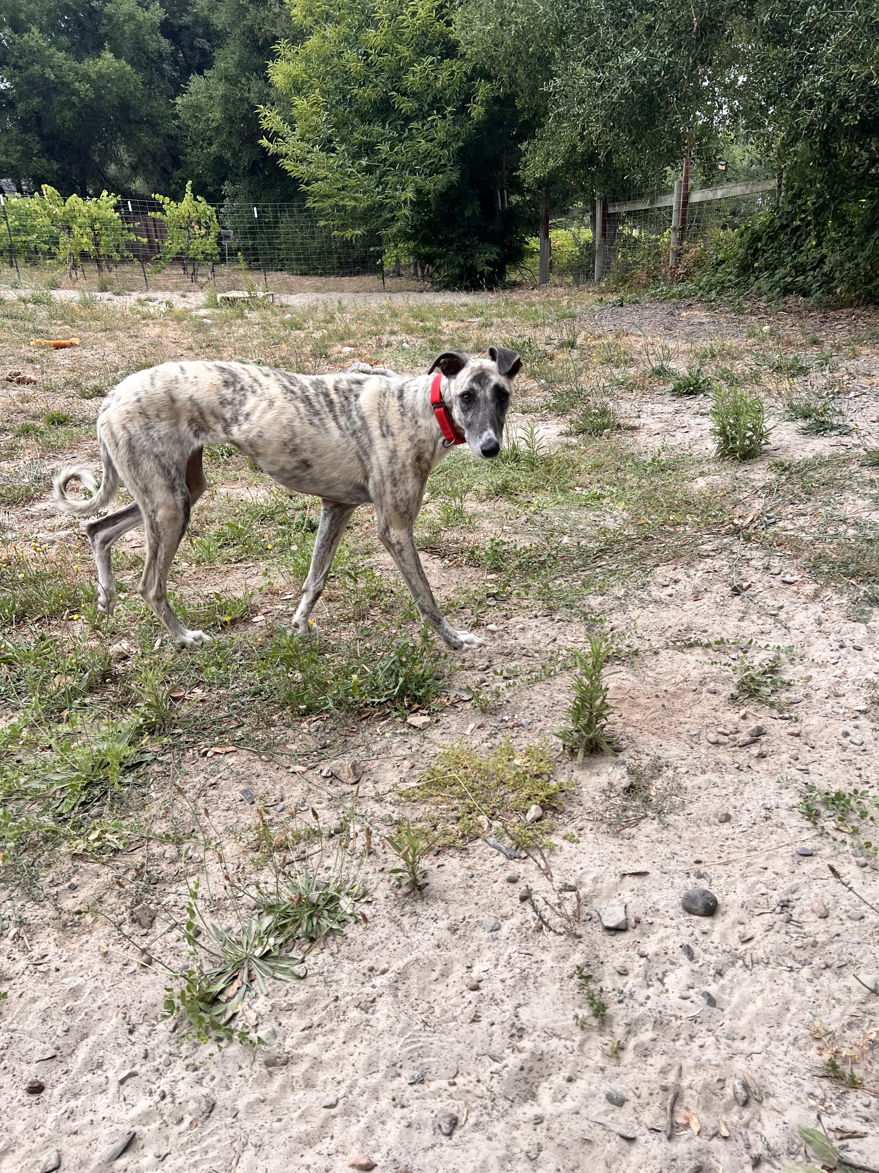 Tilly, an adopted Greyhound in Santa Rosa, CA image 3/3