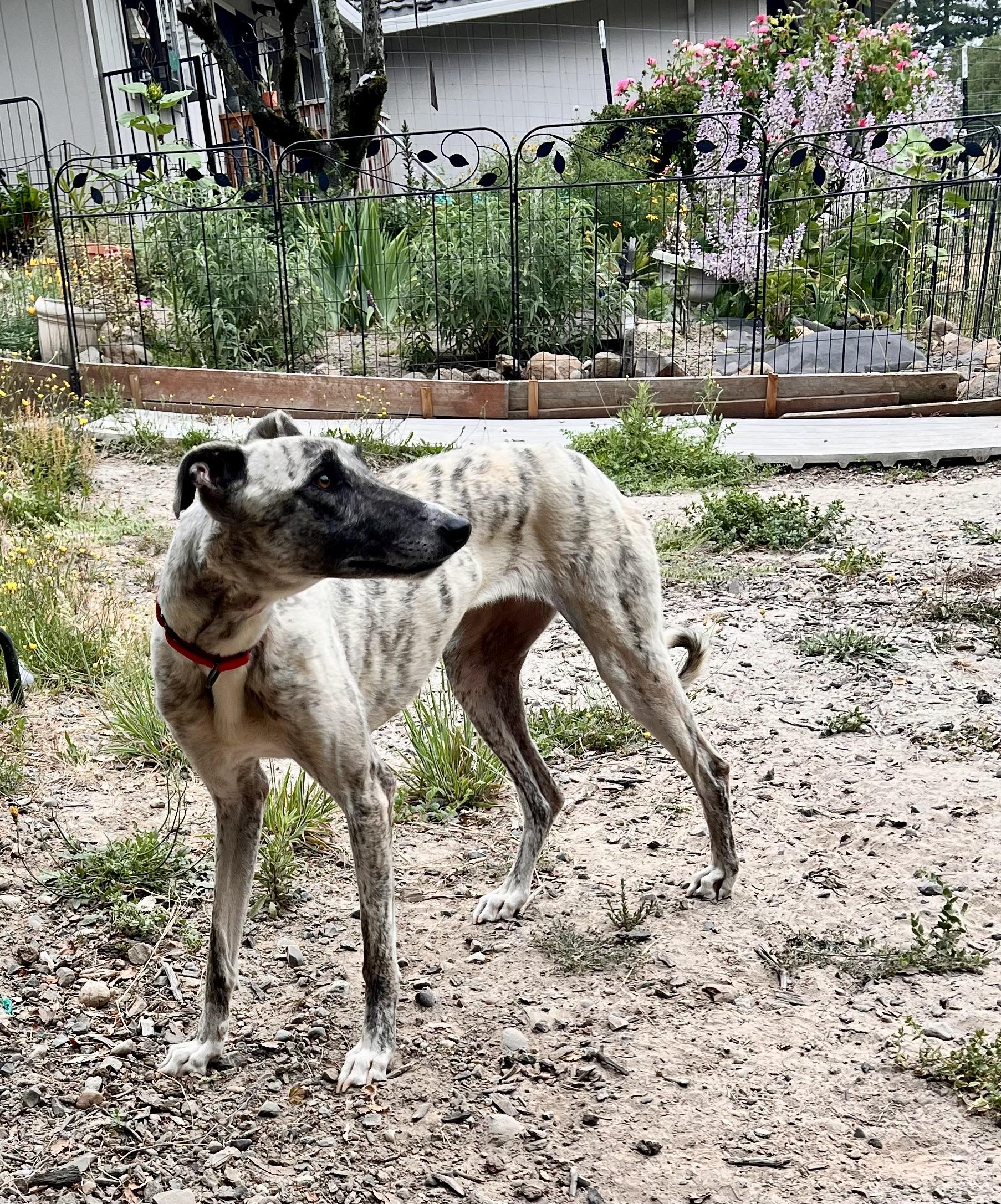 Tilly, an adopted Greyhound in Santa Rosa, CA image 2/3