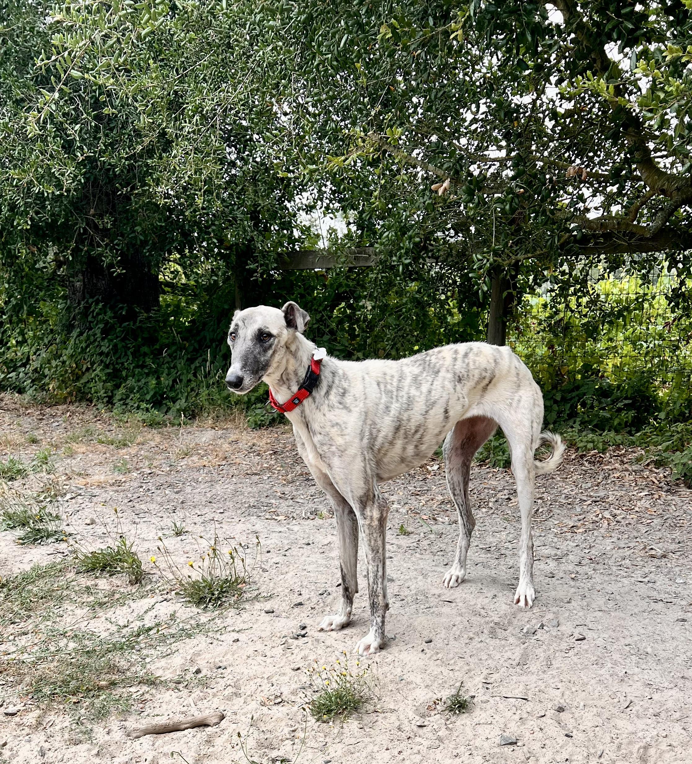 Tilly, an adopted Greyhound in Santa Rosa, CA image 1/3