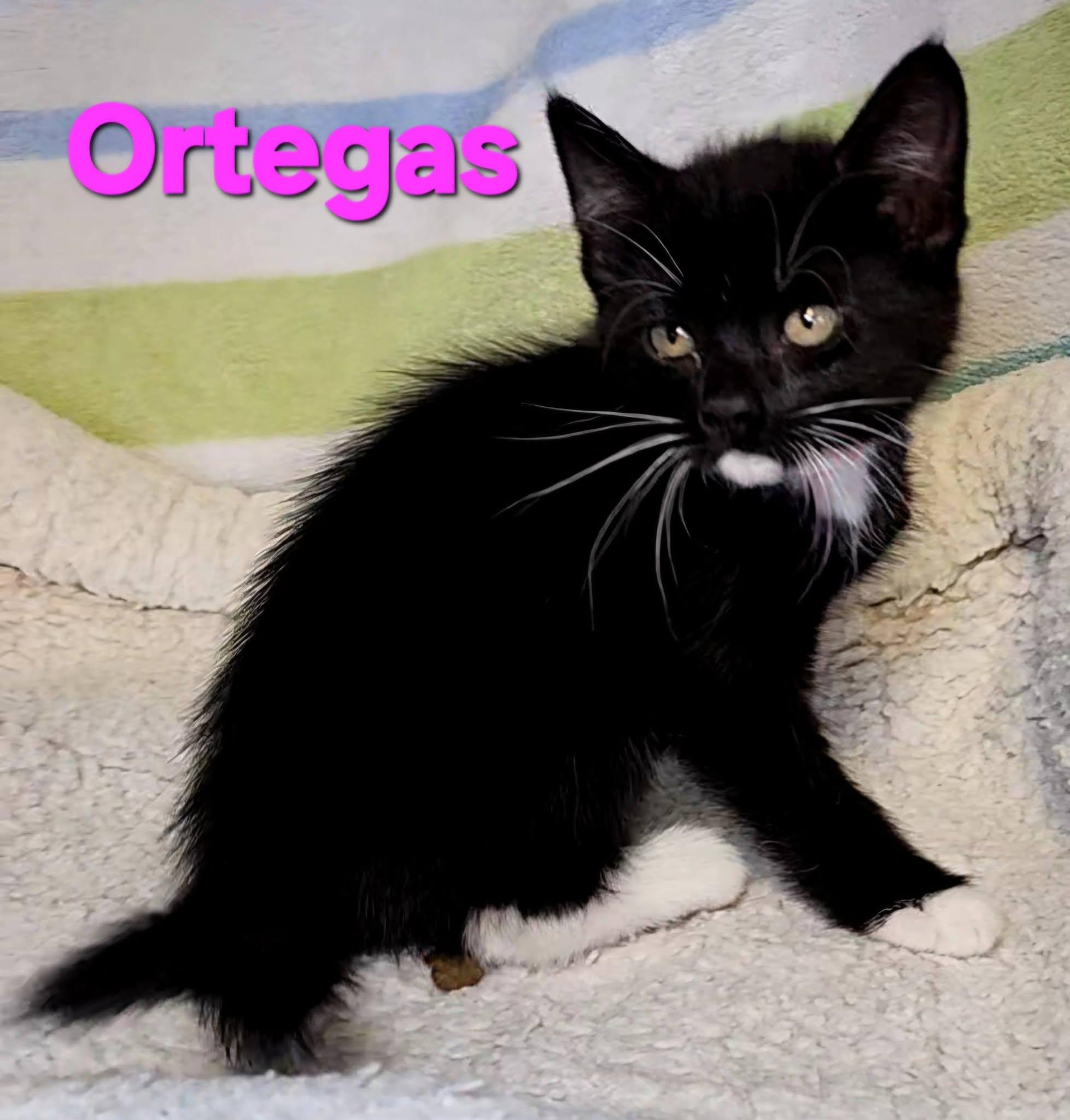 Enlarge Ortegas, a Adopted Tuxedo in Macon, GA image 1/2