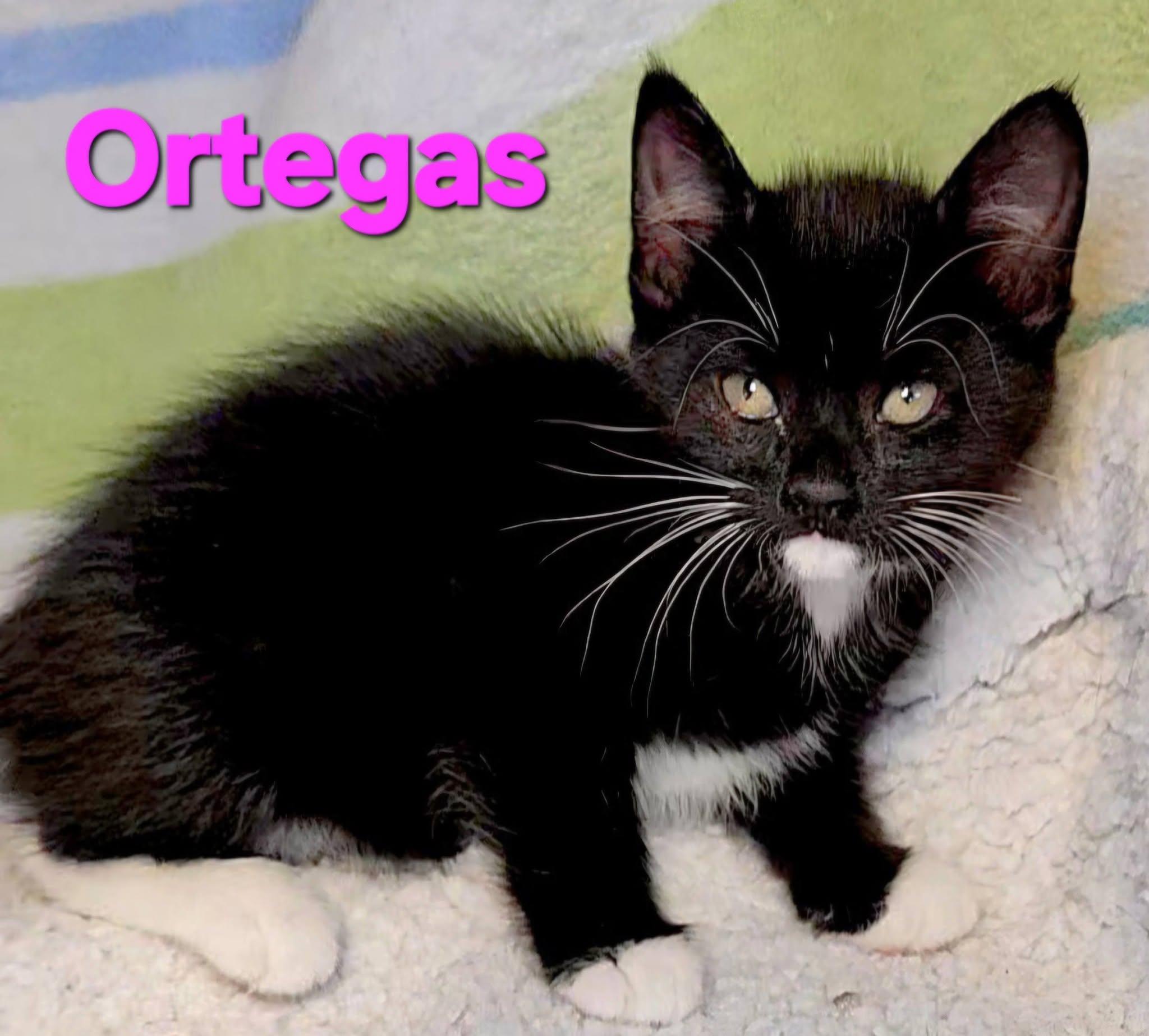Enlarge Ortegas, a Adopted Tuxedo in Macon, GA image 2/2