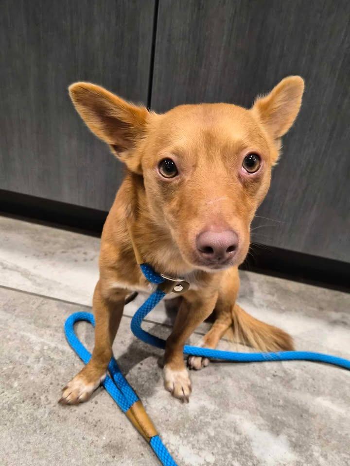 Riley, Adopted, Young Male Terrier.