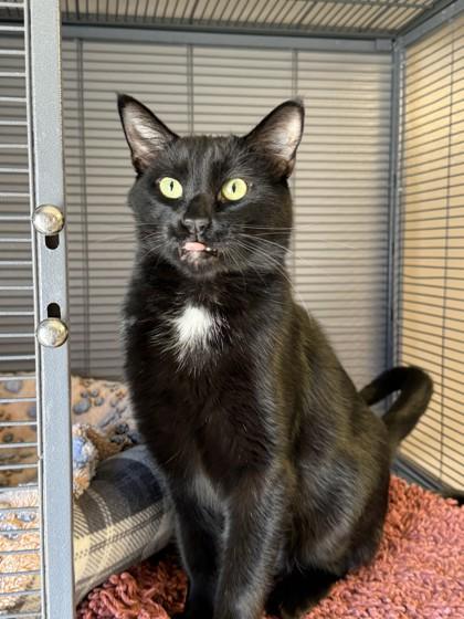 Phantom, Adoptable, Adult Male Domestic Short Hair & Domestic Short Hair.