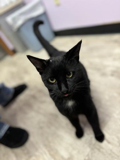 Phantom, Adoptable, Adult Male Domestic Short Hair & Domestic Short Hair.