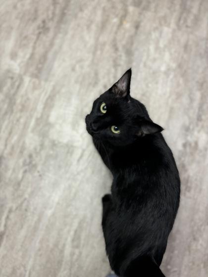 Enlarge Phantom, a Adoptable mixed breed in Fergus Falls, MN image 3/3