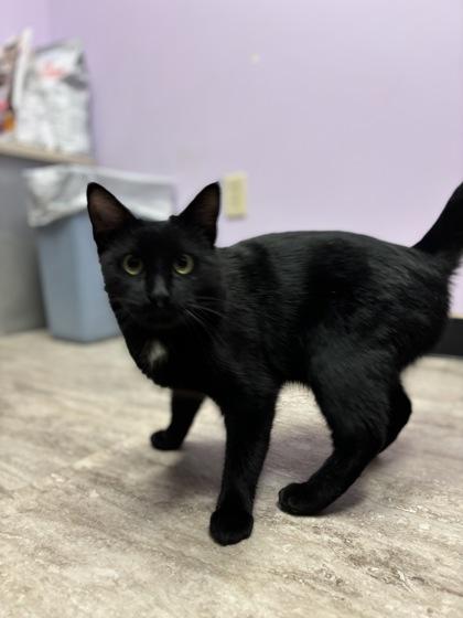 Enlarge Phantom, a Adoptable mixed breed in Fergus Falls, MN image 3/3