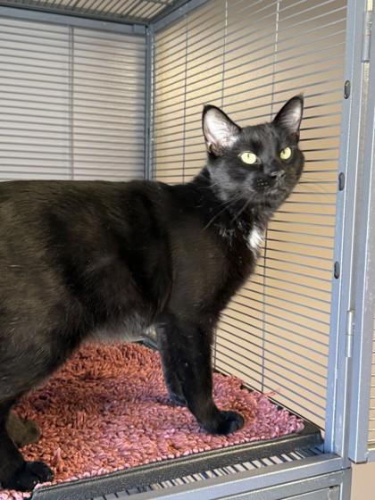 Enlarge Phantom, a Adoptable mixed breed in Fergus Falls, MN image 3/3