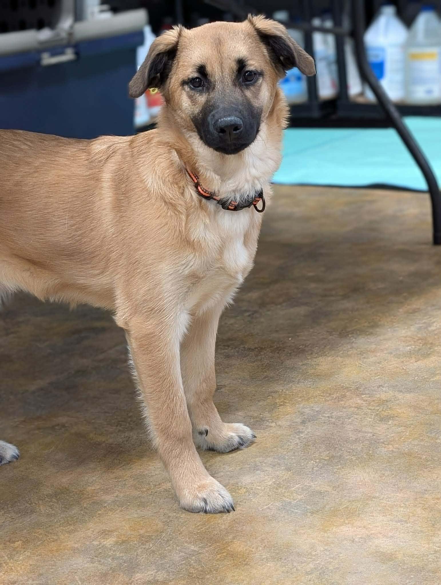 Maxie, Adoptable, Young Female Shepherd & Border Collie.