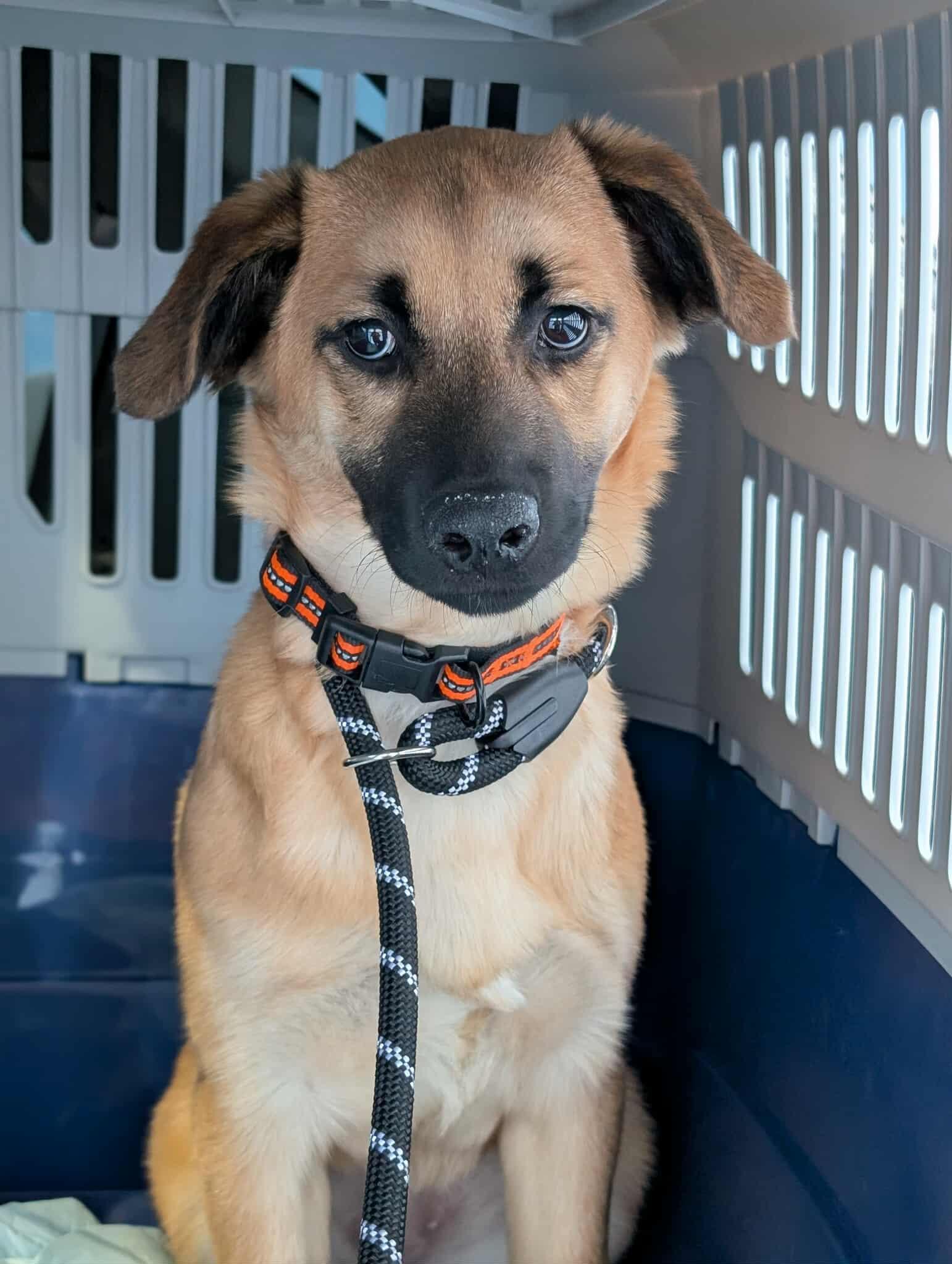 Enlarge Maxie, a Adoptable mixed breed in Anchorage, AK image 2/2