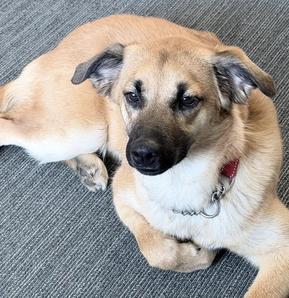 Enlarge Maxie, a Adoptable mixed breed in Anchorage, AK image 3/3