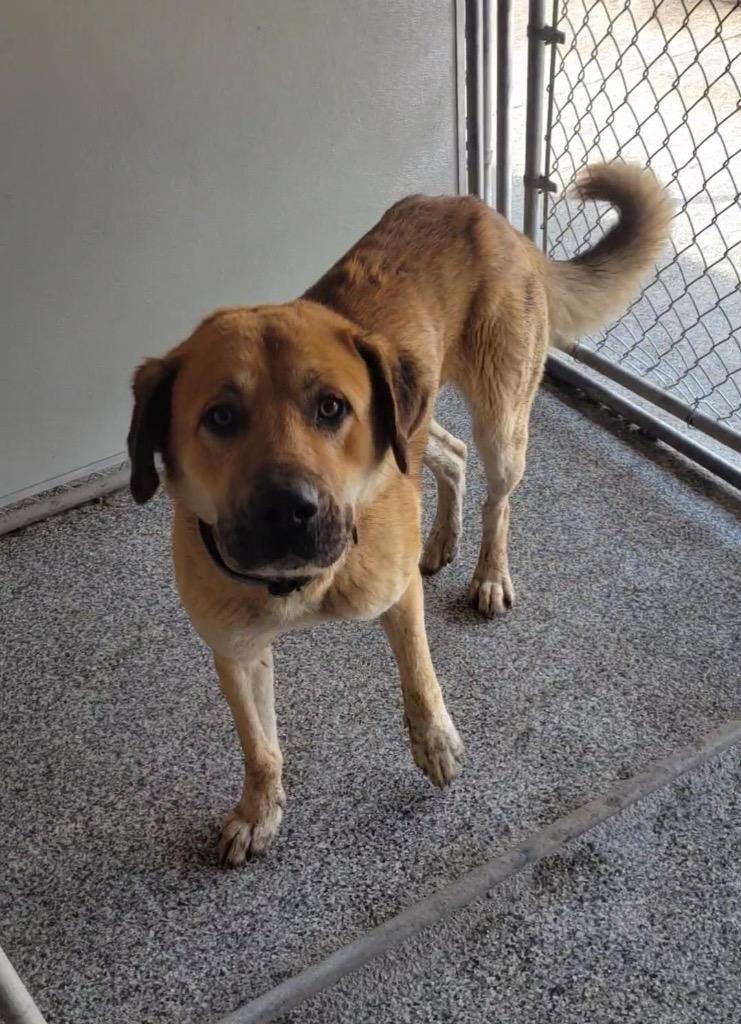 Enlarge Reggie-Harmon, a Adoptable mixed breed in Sidney, NY image 1/1