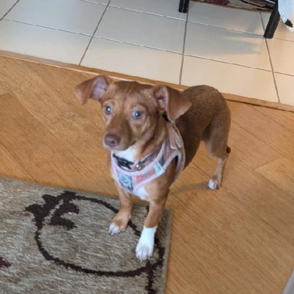 Penny
