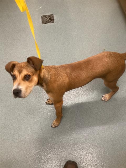 RANDY, Adoptable, Young Male Pit Bull Terrier & Basset Hound.