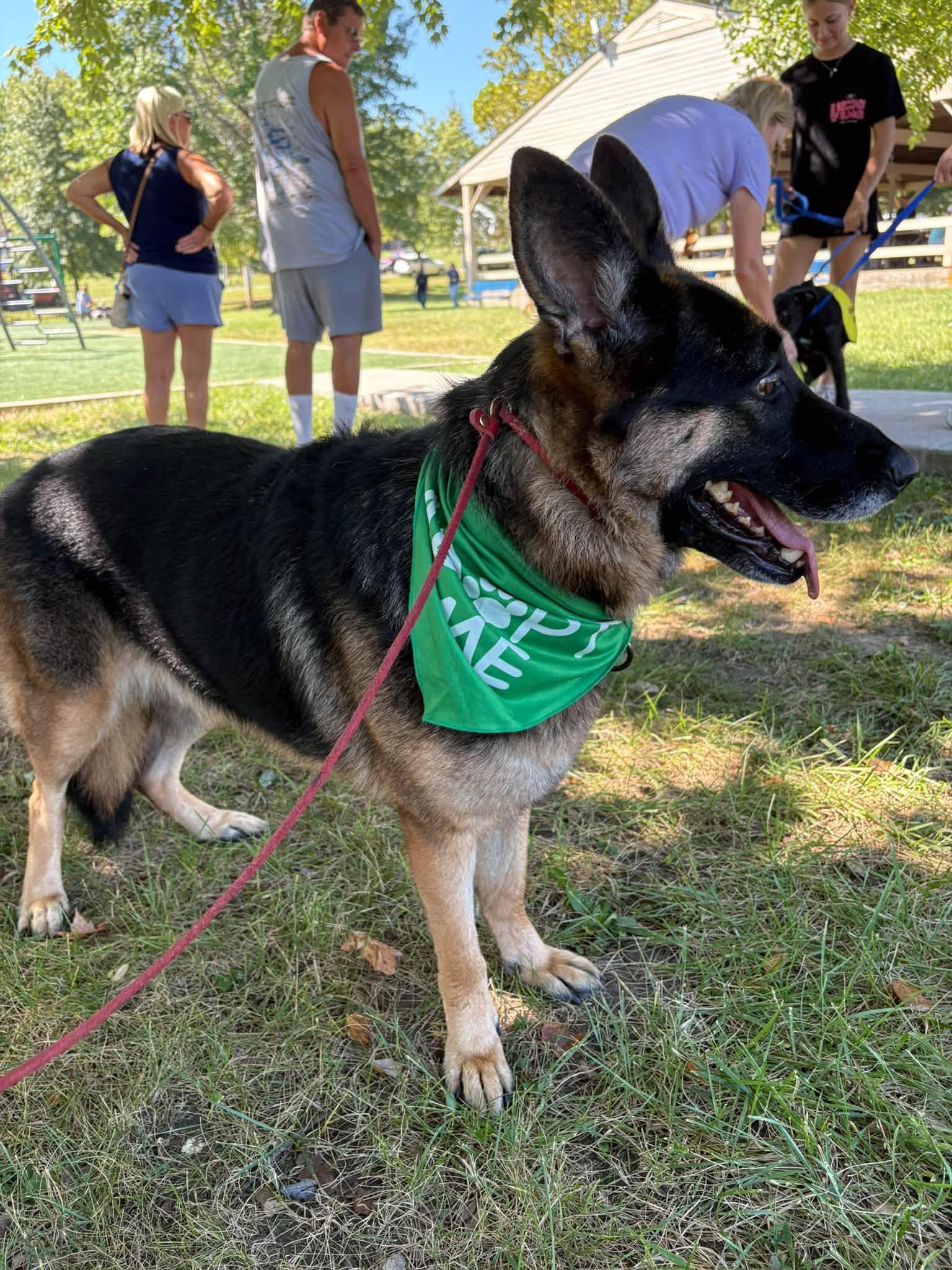 Enlarge Neptune, a Adoptable German Shepherd Dog in Chesterfield, MO image 2/4